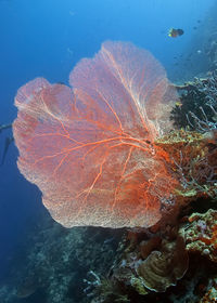 View of coral swimming in sea