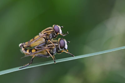 Close-up of fly on leaf