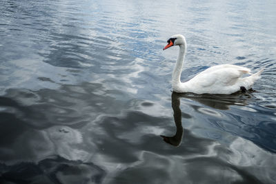 Swan floating on lake
