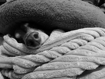 Close-up of dog sleeping