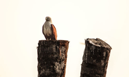 Close-up of bird perching on wooden post