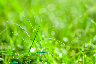 Close-up of raindrops on grass