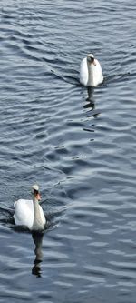 Swan swimming in lake