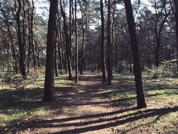 Trees in forest