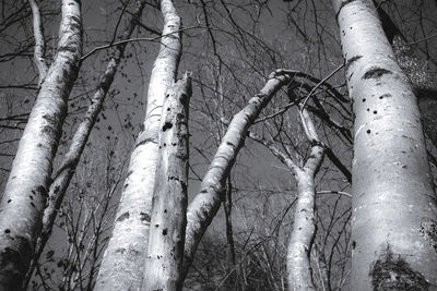 Low angle view of trees