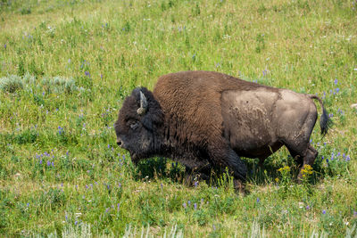 Side view of a horse on field