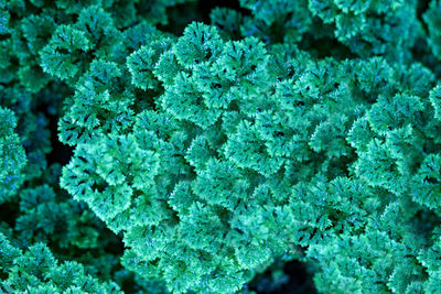 Macro shot of fresh green leaf