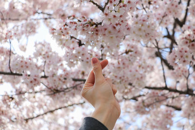 Cropped hand of woman reaching cherry tree