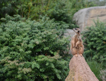 Cute alert brown meerkat on a rock
