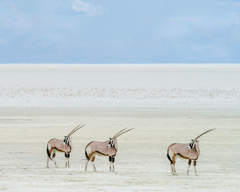 Three oryx in a salt pan