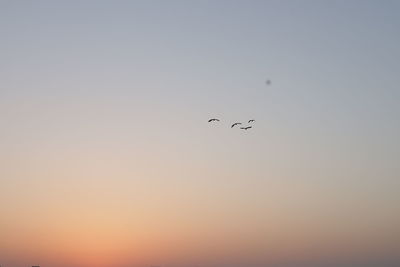 Low angle view of birds flying in sky