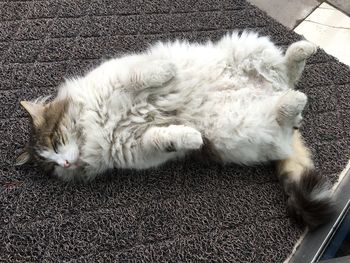 Close-up of cat sleeping