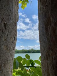 Close-up of tree trunk against sky