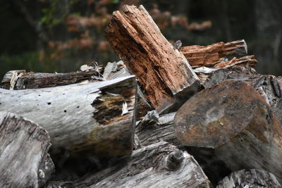 Close-up of log on tree trunk in forest