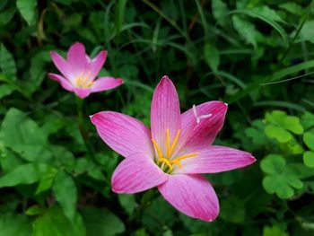 Close-up of pink flowering plant