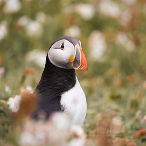 Close-up of a bird looking away