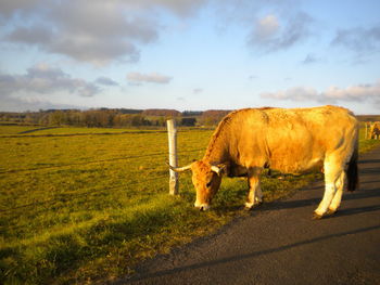 Cow standing on road by field
