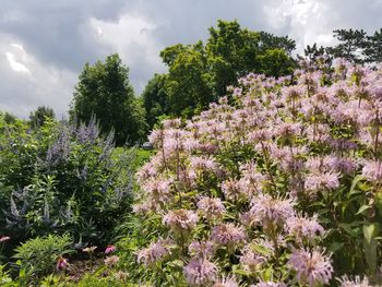 Close-up of flowering plants by trees against sky