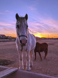 Horse standing in a field