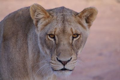 Close-up portrait of lioness