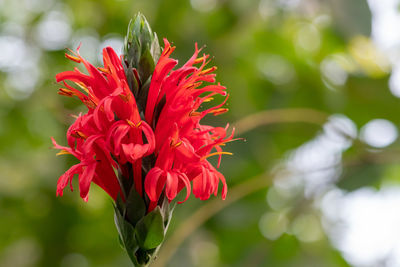 Close up of a cardinals guard flower