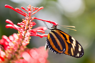 Close-up of butterfly pollinating on flower