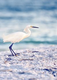 Close-up of white bird