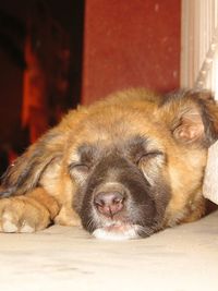 Close-up of dog resting