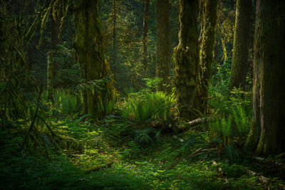 Pine trees in forest