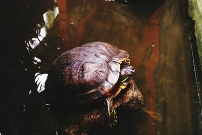 High angle view of turtle in lake