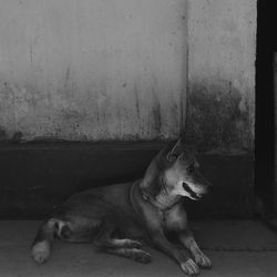 Stray dog resting on sidewalk against wall