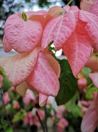 Close-up of pink rose flower