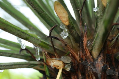 Close-up of insect on plant