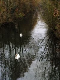 High angle view of swans swimming in lake