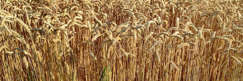 Full frame shot of wheat field