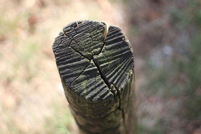 Close-up of leaf on tree trunk