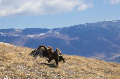 Portrait of golden eagle walking in the ground