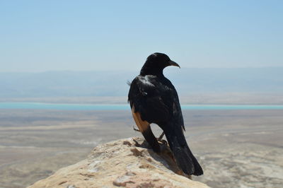 Bird on rock by sea against clear sky