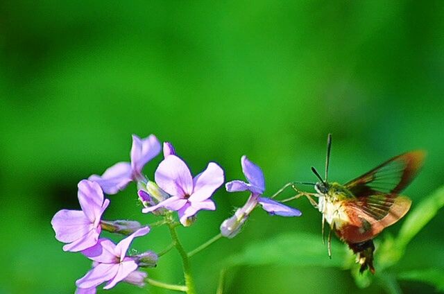 CLOSE-UP OF BUTTERFLY ON FLOWER