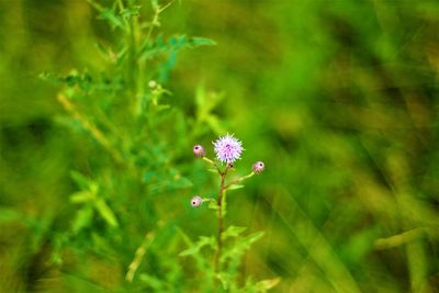 Close-up of flowering plant