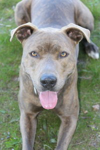 Close-up portrait of dog on field