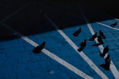 High angle view of birds parching on road