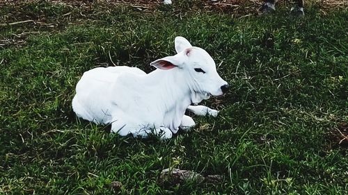 High angle view of white horse on field