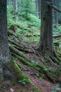 Trees growing in forest