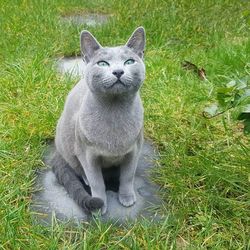 Cat relaxing on grassy field