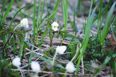 White flowering plants on field