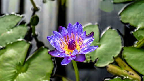 Close-up of purple water lily blooming outdoors