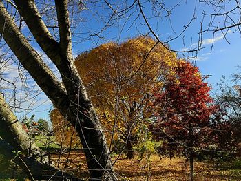 Bare trees against clear blue sky