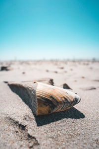 Close-up of shell on sand