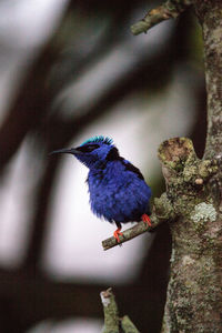 Close-up of bird perching on a tree